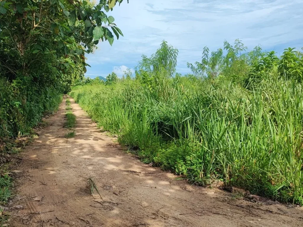 ขายที่ดินติดแม่น้ำเพชรบุรี 7 ไร่ แปลงสวย วิวเขาใน ตกลัดหลวง