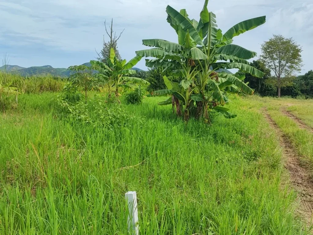 ขายที่ดินติดแม่น้ำเพชรบุรี 7 ไร่ แปลงสวย วิวเขาใน ตกลัดหลวง