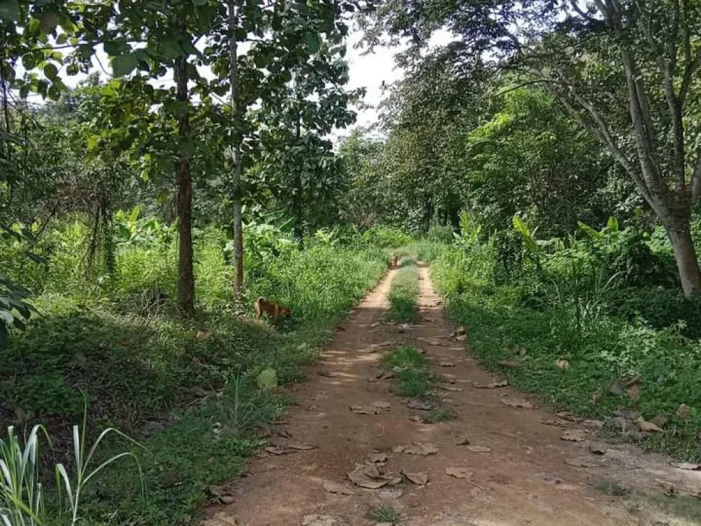 ที่ดินแปลงใหญ่ ราคาถูก 12 แสนไร่ อท่าปลา อุตรดิตถ์