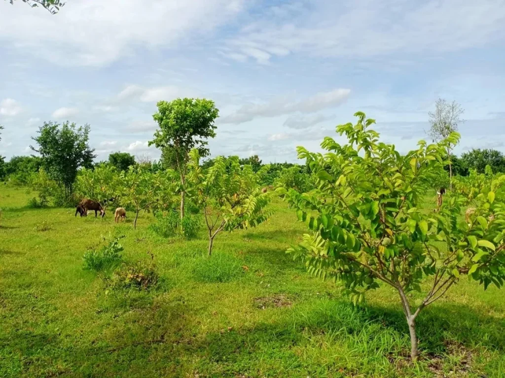 ที่ดินสวนเกษตร พัฒนาแล้ว ดำเนินการต่อได้ทันที ที่ดินเกษตรพัฒนา ที่ดินอู่ทอง ที่ดินสุพรรณบุรี 58 ไร่ ตำบลพลับพลาไชย