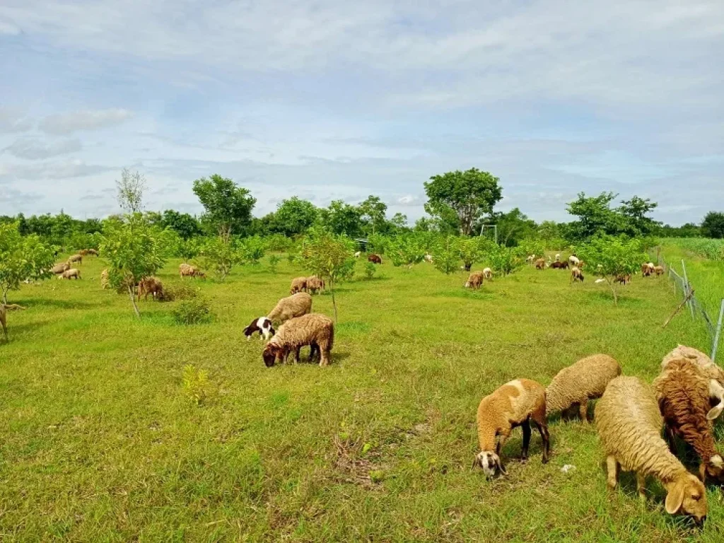 ที่ดินสวนเกษตร พัฒนาแล้ว ดำเนินการต่อได้ทันที ที่ดินเกษตรพัฒนา ที่ดินอู่ทอง ที่ดินสุพรรณบุรี 58 ไร่ ตำบลพลับพลาไชย