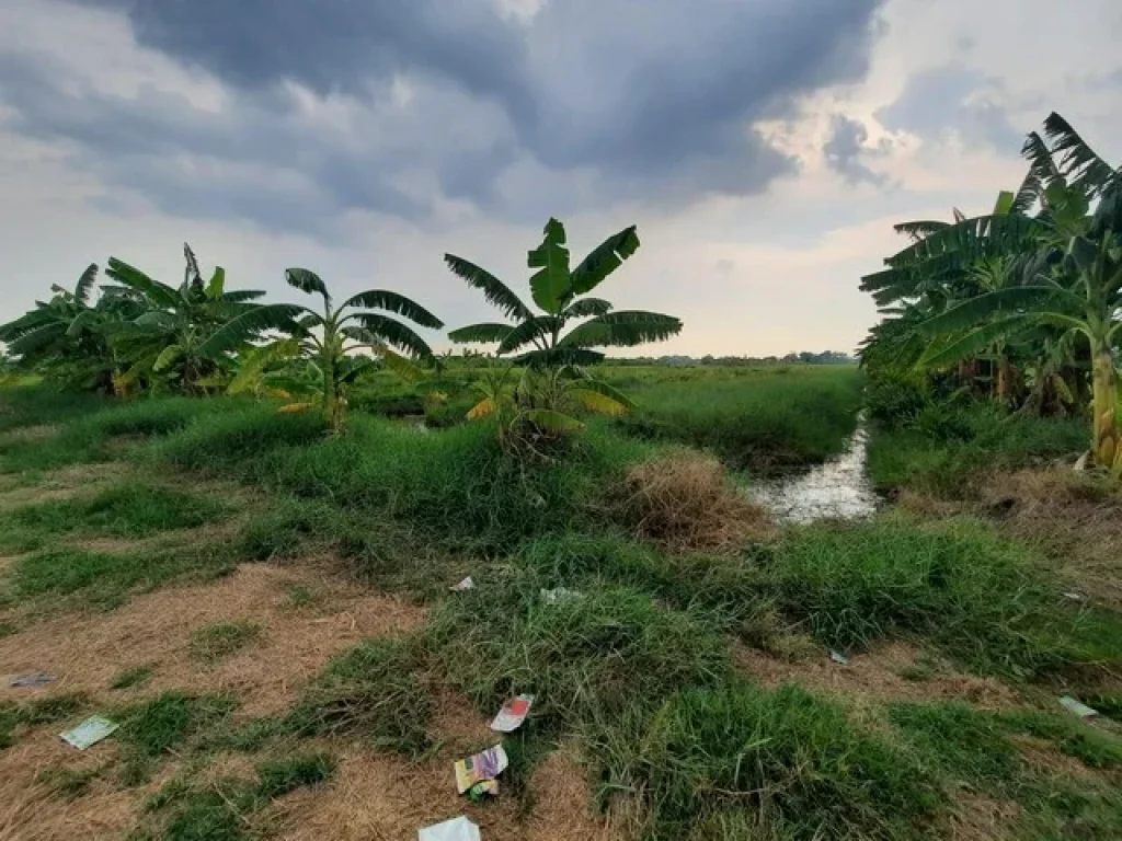 ขายที่ดินคลองเจ็ด ติดถนนถนนเลียบคลองแอนเจ็ด อหนองเสือ จปทุมธานี