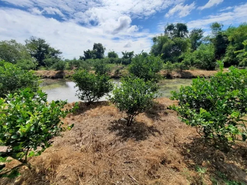 ขายที่ดิน ในคลอง13 ลำลูกกา ตำบลพืชอุดม อำเภอลำลูกกา จังหวัดปทุมธานี