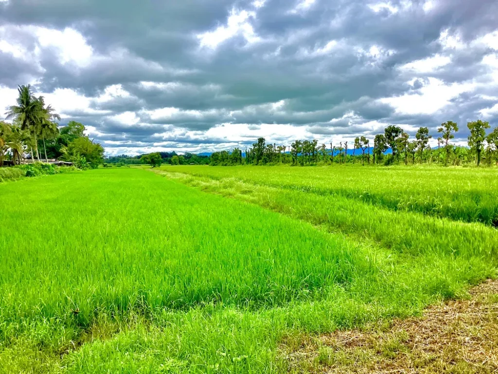 ที่ดินแปลงสวย ตำบลเวียงชัย ขายต่ำกว่าราคาประเมิน ทำเลดี เดินทางสะดวก อยู่ไม่ไกลตัวเมืองเชียงราย