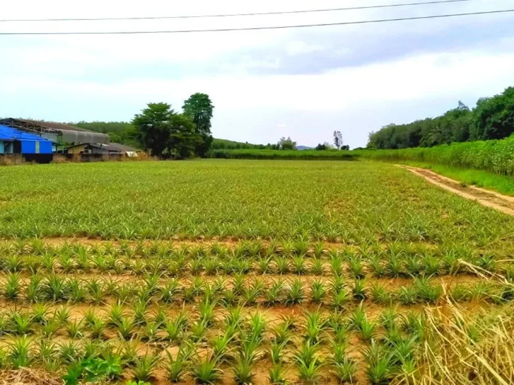 ขายที่ดินระยอง_นิคมพัฒนา 23ไร่ ติดถนนซอย 10 ใกล้นิคม WHA Rayong 36 พื้นที่สีม่วงลาย