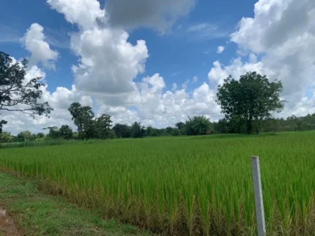 ขายที่ดิน 1-0-0 THB1500000 สามพร้าว เมือง อุดรธานี