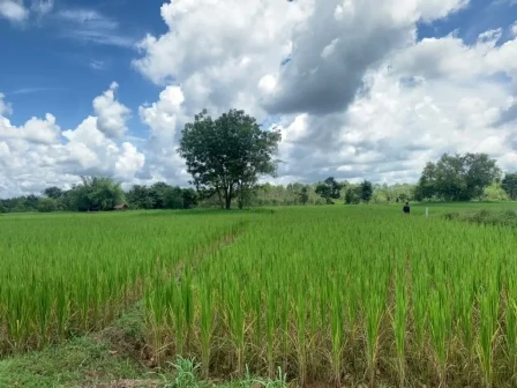 ขายที่ดิน 1-0-0 THB1500000 สามพร้าว เมือง อุดรธานี