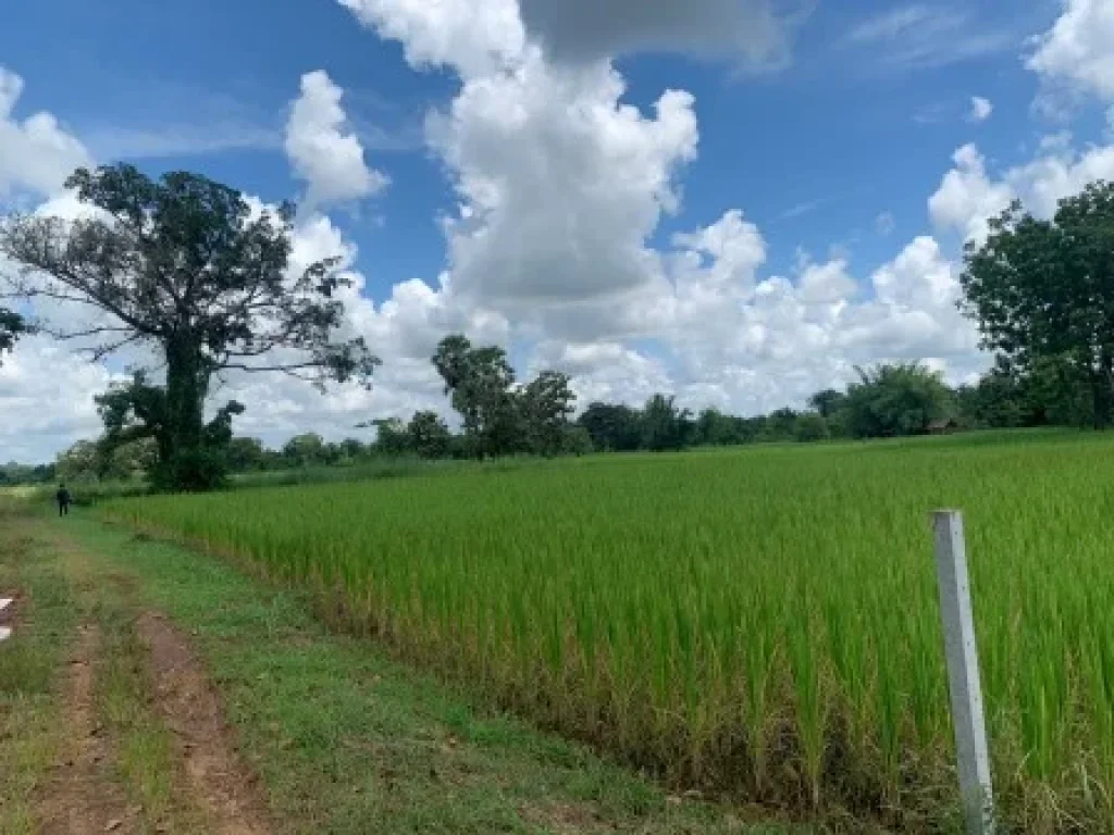 ขายที่ดิน 1-0-0 THB1500000 สามพร้าว เมือง อุดรธานี