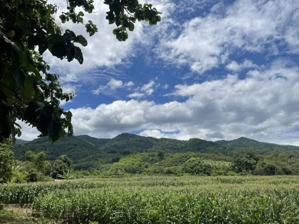 ขายที่ดิน จังหวัดน่าน อำเภอทุ่งช้าง ตำบลและ ที่ดินสวย ราคาถูก