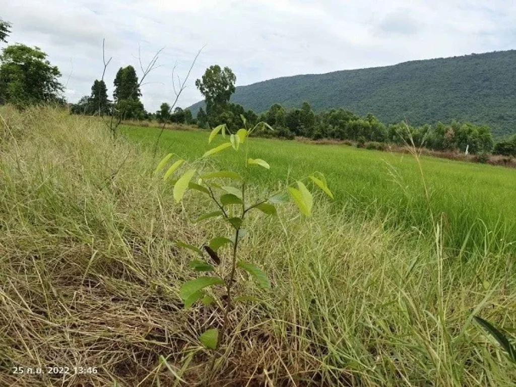 ขายที่ดิน 3 ไร่ ติดวิวเขาตะเภาทอง ตเพนียด อโคกสำโรง จลพบุรี