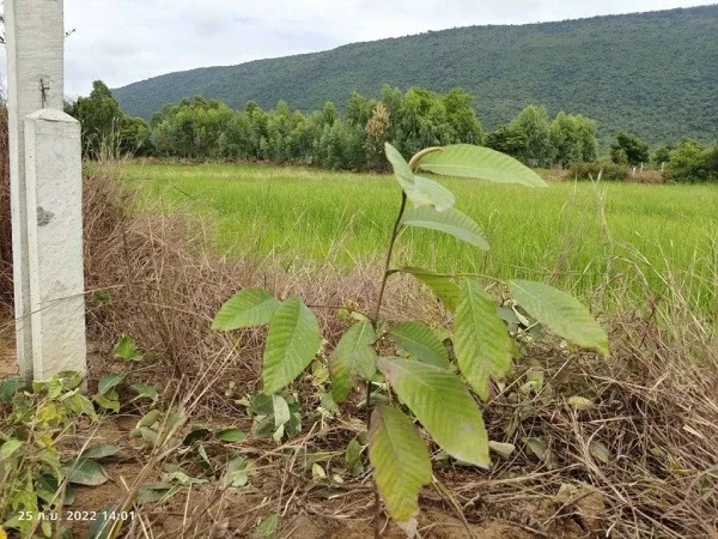 ขายที่ดิน 3 ไร่ ติดวิวเขาตะเภาทอง ตเพนียด อโคกสำโรง จลพบุรี