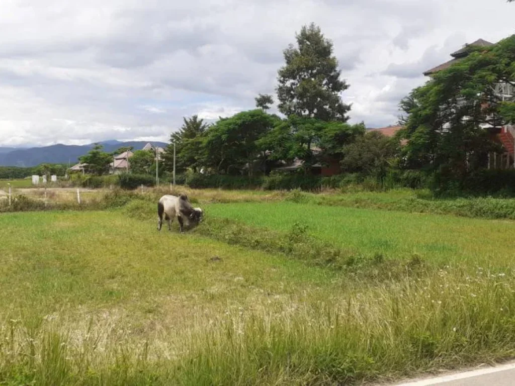 ขายที่ดินวิวดอย ห่างโรงพยาบาลแม่ออนเพียง 1 km