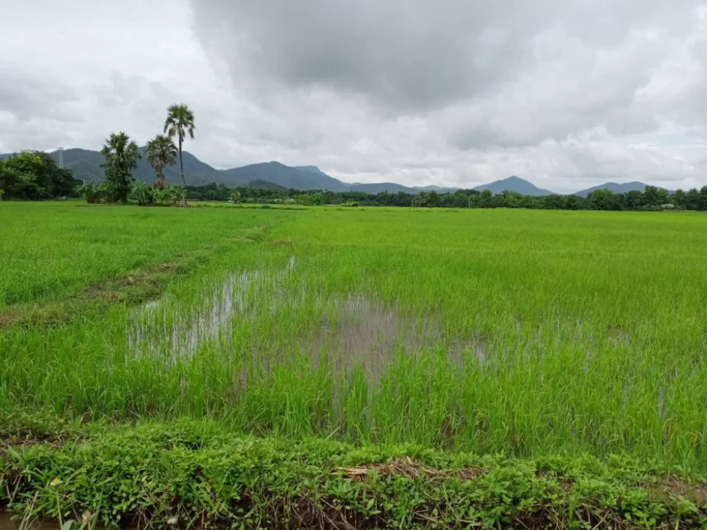 ขายที่ดินวิวดอยติดถนนคอนกรีต ร้องวัวแดง สันกำแพง ค้าขายได้