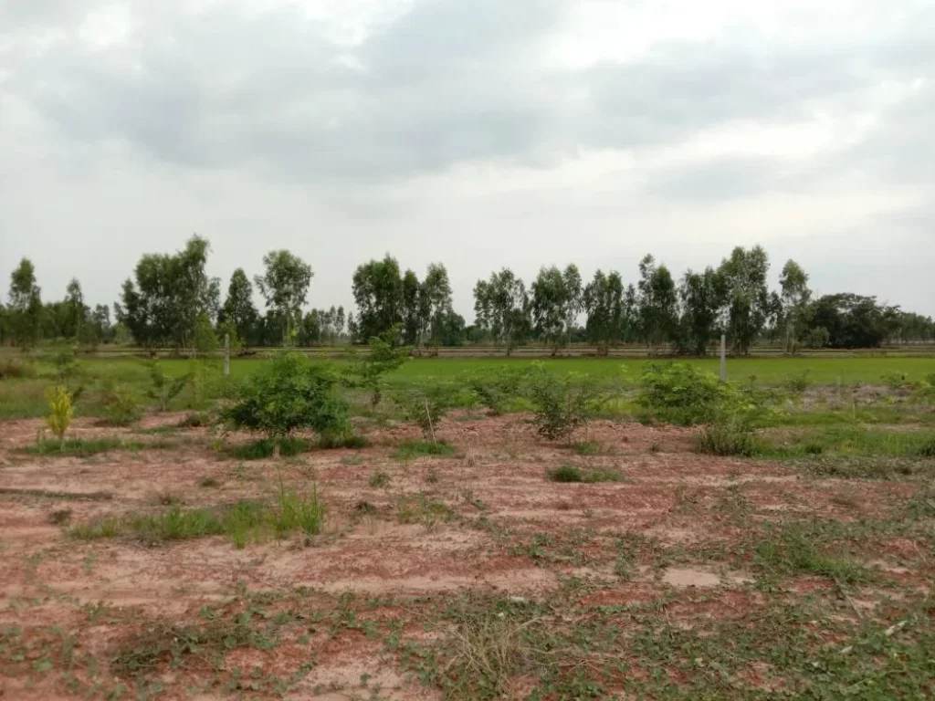 ขายที่ดิน ติดถนนหลวงแผ่นดิน 202 เส้นยโสธร สุวรรณภูมิ