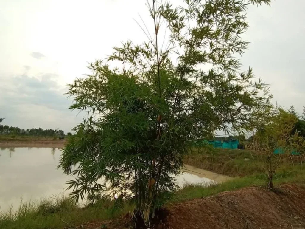 ขายที่ดิน ติดถนนหลวงแผ่นดิน 202 เส้นยโสธร สุวรรณภูมิ