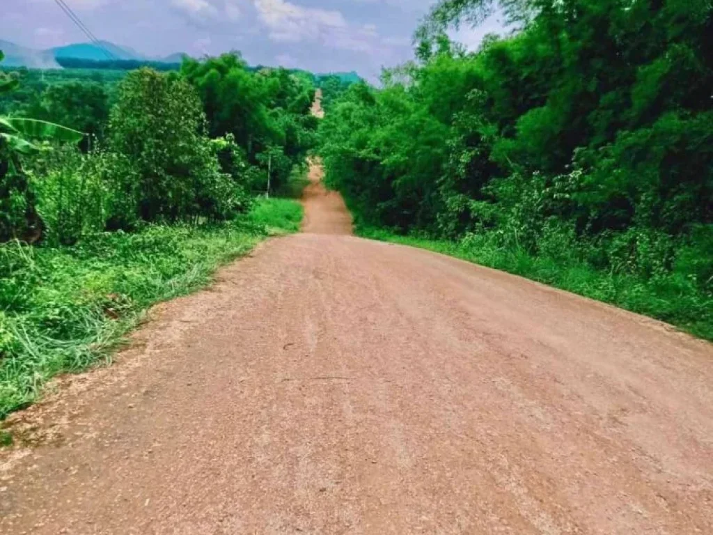 ขายที่สวนลำใยพร้าว เชียงใหม่ ราคาถูก