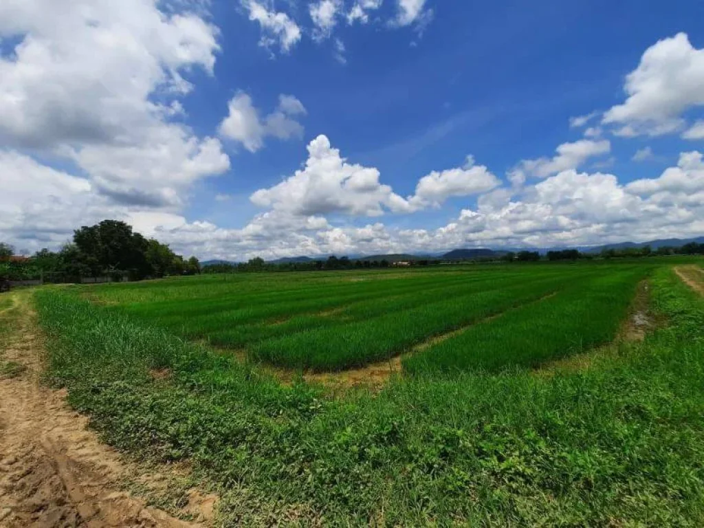 ขายที่ดินวิวทุ่งนา ป่าป้อง ดอยสะเก็ต ราคาถูก