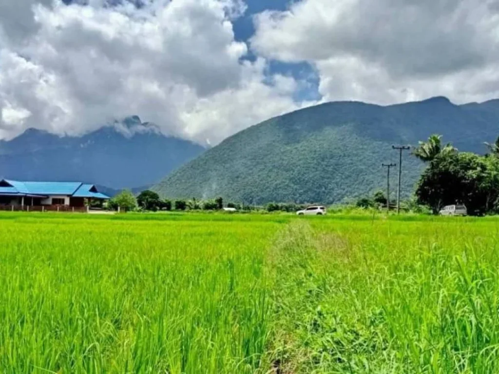 ขายที่ดิน ทุ่งนา วิวดอยหลวงเชียงดาว วิวดอยนางเชียงดาว จเชียงใหม่