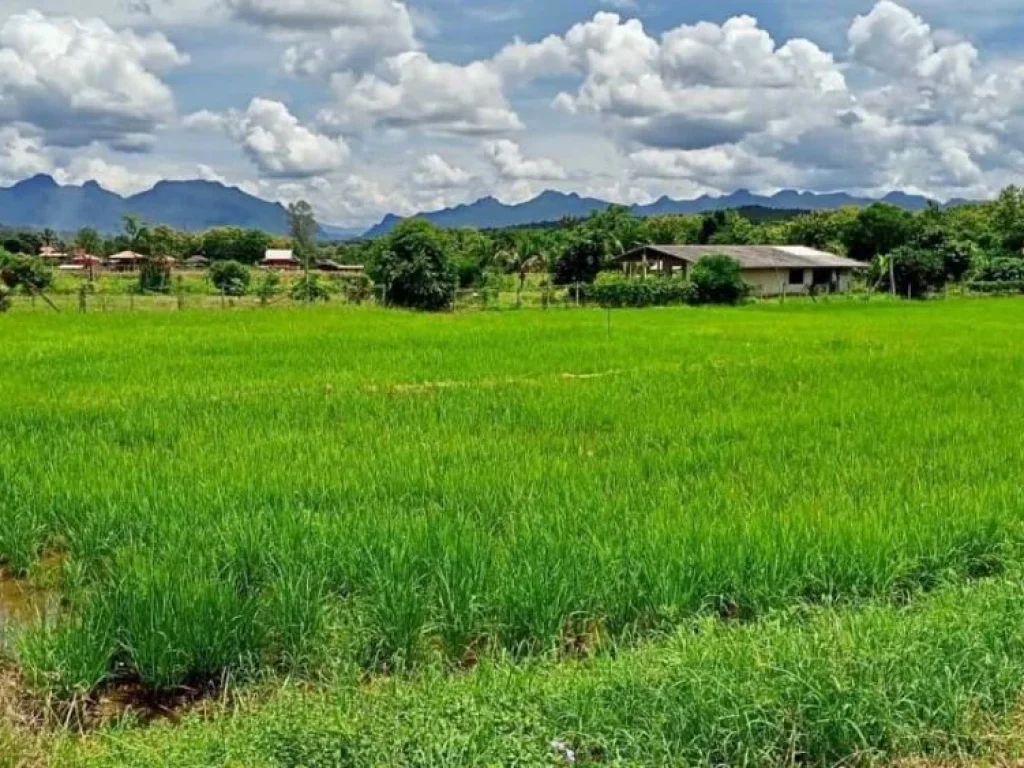 ขายที่ดิน ทุ่งนา วิวดอยหลวงเชียงดาว วิวดอยนางเชียงดาว จเชียงใหม่