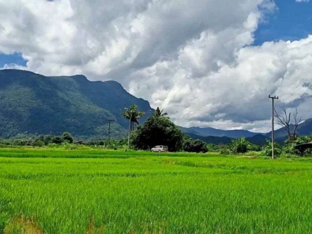 ขายที่ดิน ทุ่งนา วิวดอยหลวงเชียงดาว วิวดอยนางเชียงดาว จเชียงใหม่