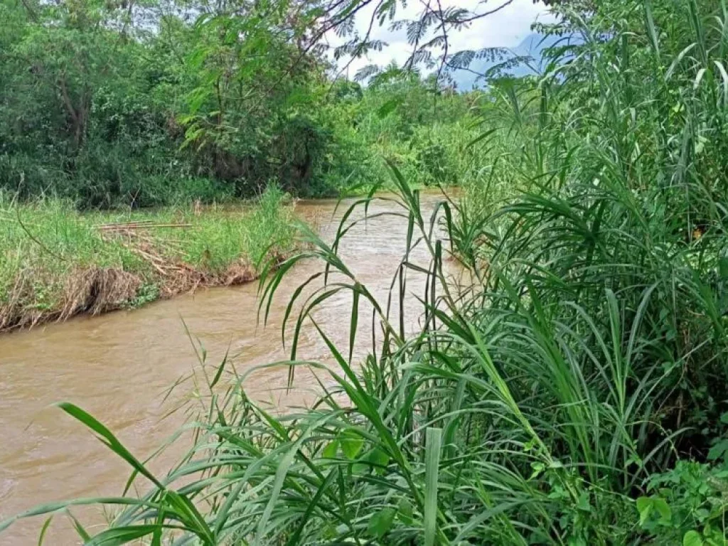 ขายที่ดินวิวดอยหลวงเชียงดาวติดแม่น้ำปิง 800 เมตร