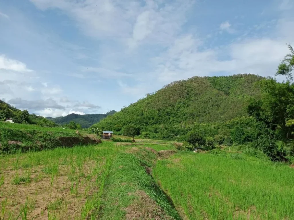 ขายที่ดินติดธารน้ำ สะเมิงเหนือ ราคาถูก