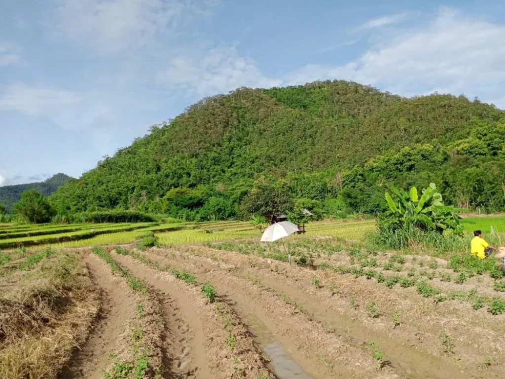 ขายที่ดินติดธารน้ำ สะเมิงเหนือ ราคาถูก