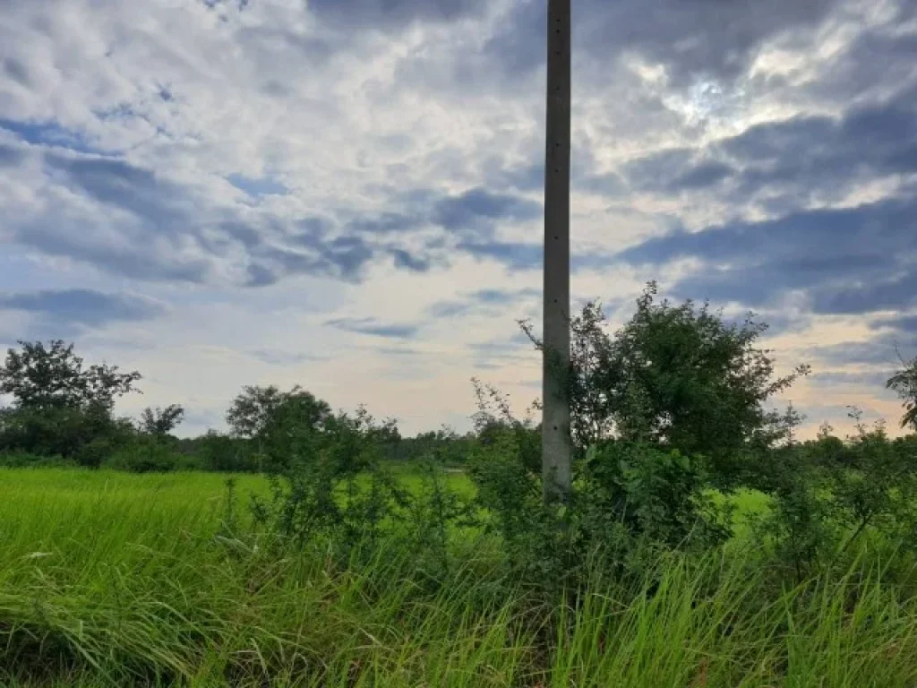 ขายที่ดินทำเลดี ที่สวยราคาถูก หนองเสือ ปทุมธานี