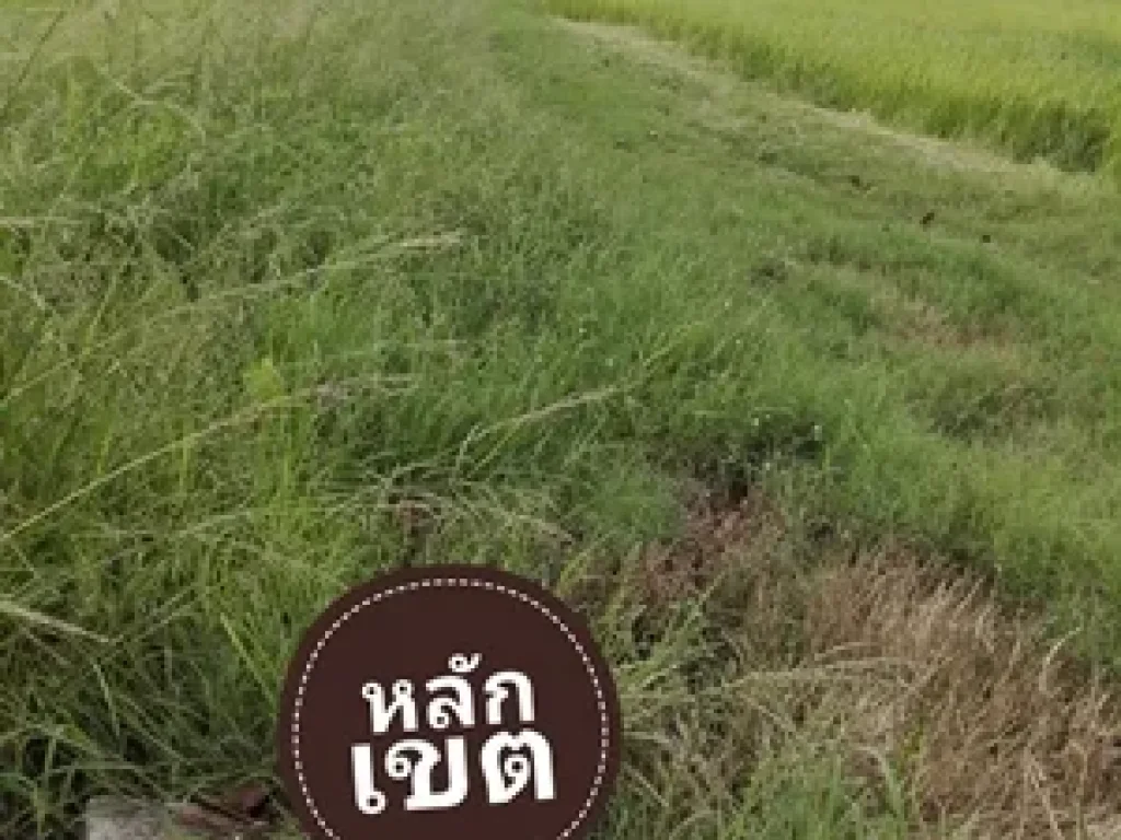 ขายที่ดิน 10 ไร่ คลองยี่สิบเอ็ด ตดอนเกาะกา อบางน้ำเปรี้ยว จฉะเชิงเทรา ที่สวย