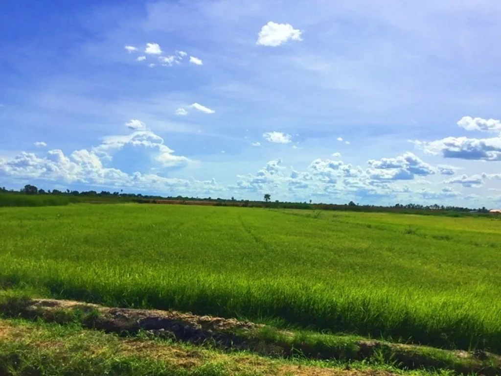 ขายที่ดินเนื้อที่ 4 ไร่ ทางเข้าวัดโรงเรียนวัดปทุมทองสุทธาราม สุพรรณบุรี