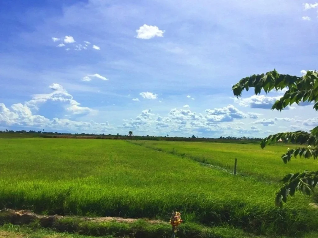 ขายที่ดินเนื้อที่ 4 ไร่ ทางเข้าวัดโรงเรียนวัดปทุมทองสุทธาราม สุพรรณบุรี