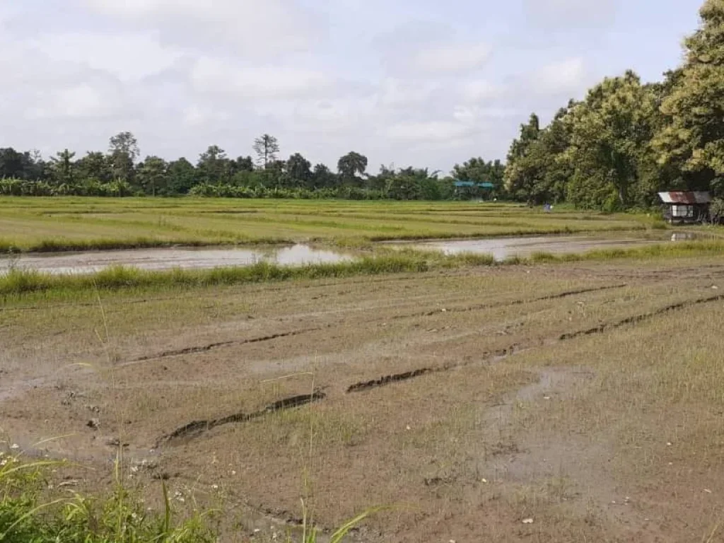 ขายที่ดินติดถนนร้องวัวแดง สันกำแพง เหมาแปลง