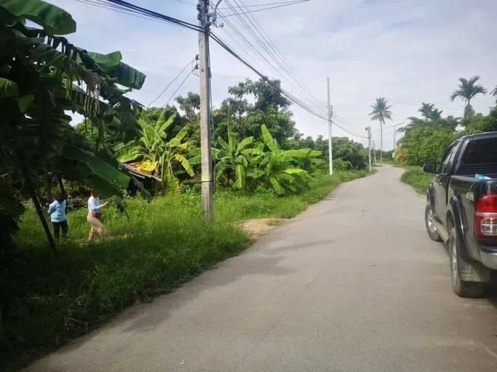 ขายที่สวนลำใย สันทราย สารภี ถนนคอนกรีต ราคาถูก