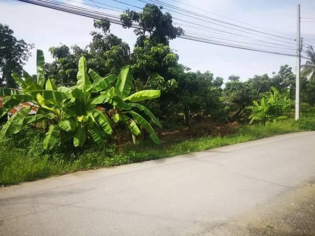 ขายที่สวนลำใย สันทราย สารภี ถนนคอนกรีต ราคาถูก