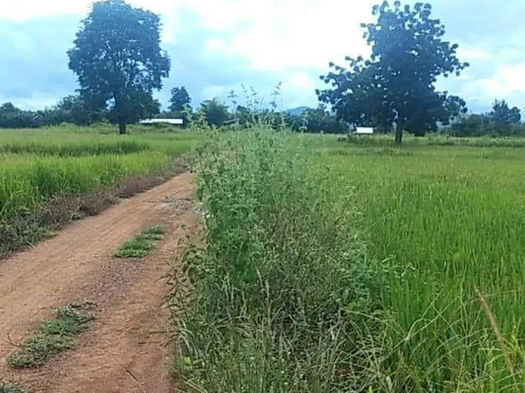 ที่นาแปลงสวย ติดถนน มีแหล่งน้ำ เหมาะทำนา อยู่อาศัยได้ อชนแดน เพชรบูรณ์