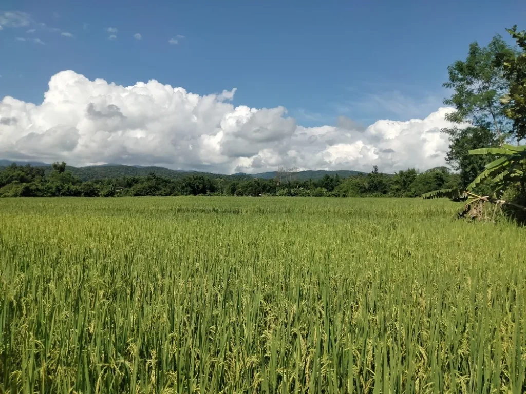 ที่นาวิวสวยว โฉนด เชียงใหม่ ที่ดินดีดีในเชียงใหม่ ที่ดินแม่แตงเชียงใหม่ นาข้าวตำบลสบเปิง แม่แตง วิวมองเห็นธรรมชาติ ติดถนนคอนกรีต