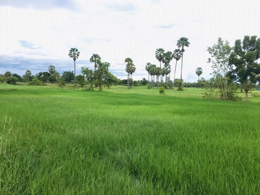 ที่ดินแบ่งขาย 1ไร่ แปลงสวยแปลงใหญ่หน้ากว้างติดถนนติดคลอง3ด้าน วิวสวยอากาศดีทุ่งนาป่าตาลภูเขา ใกล้ชุมชน ใกล้เมือง15กม