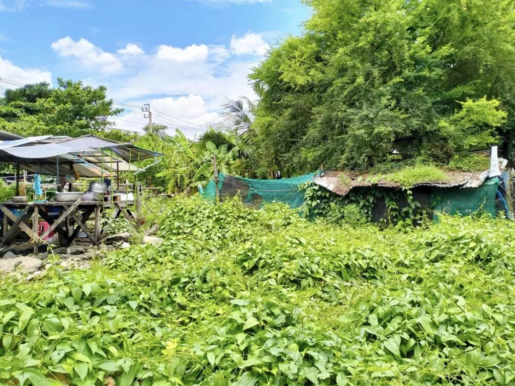 ขายที่ดินเปล่า 113 ตรว ใกล้ถนนพุทธมณฑลสาย3 ศาลาธรรมสพน์ ทวีวัฒนา กทม