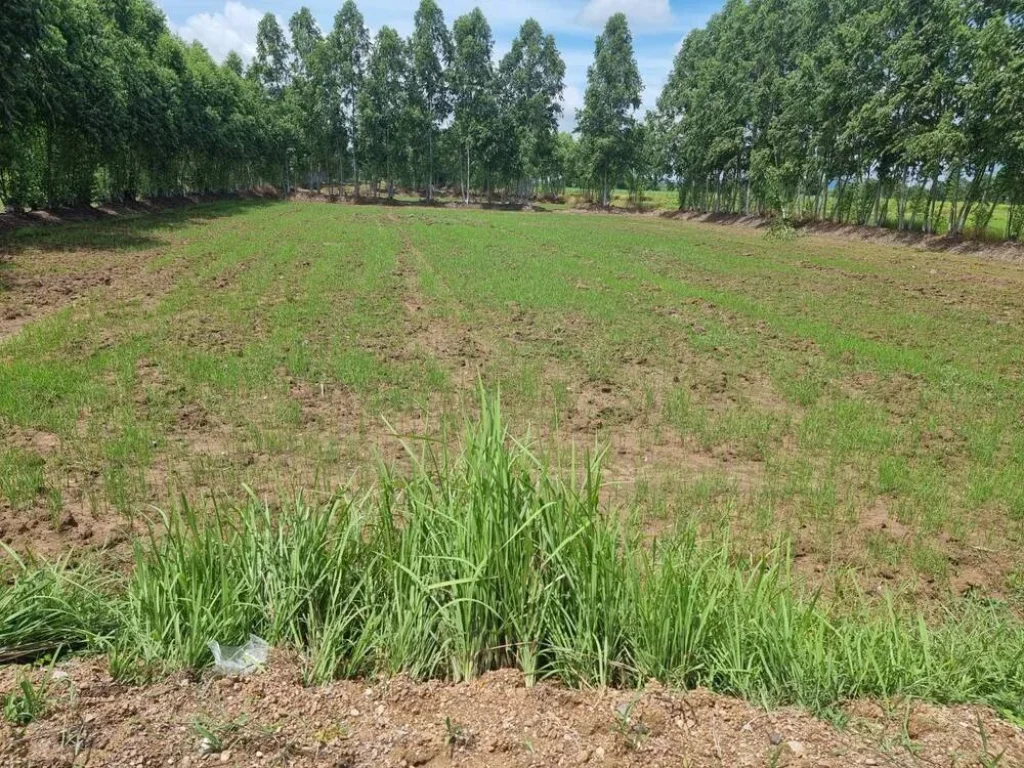 ขายที่ดินใกล้ด่านตรวจสินค้าถนนมิตรภาพไทย-กำพูชา จังหวัดสระแก้ว