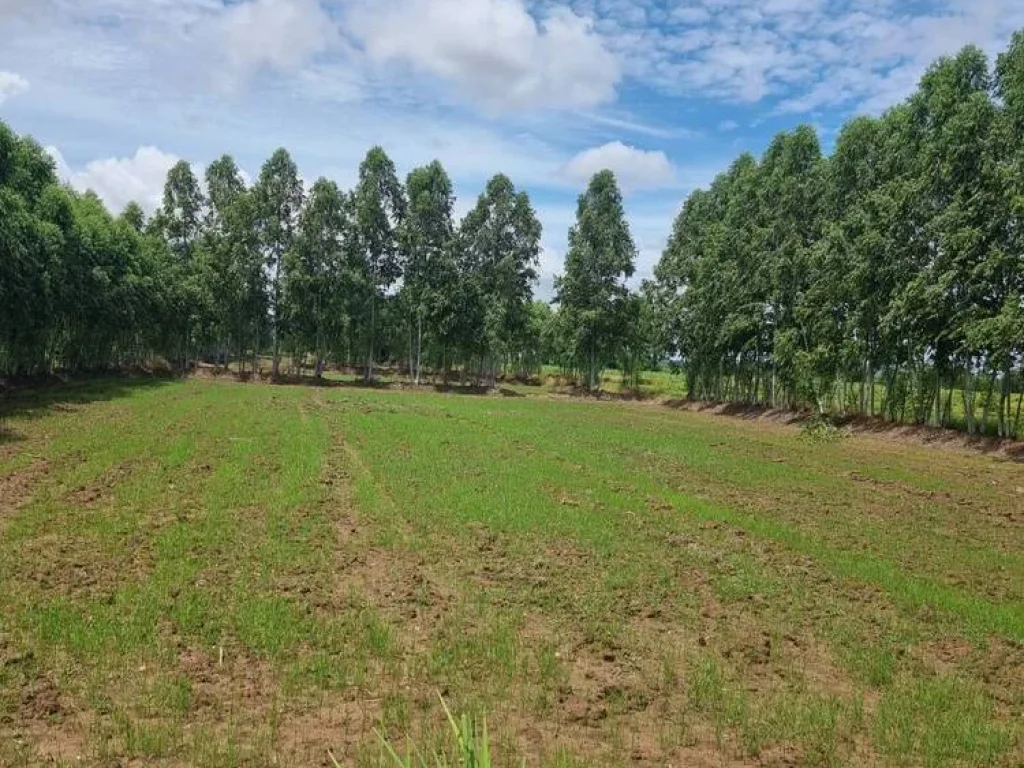 ขายที่ดินใกล้ด่านตรวจสินค้าถนนมิตรภาพไทย-กำพูชา จังหวัดสระแก้ว