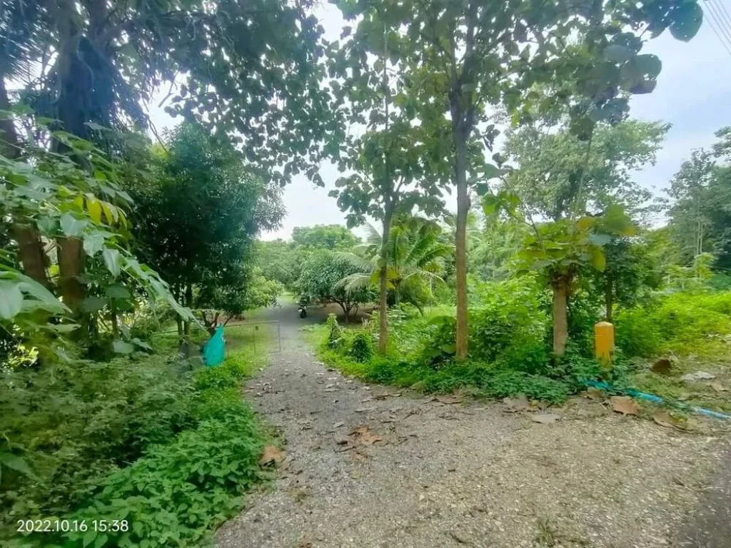 ขายที่สวนพร้อมบ้านหนึ่งหลังบ้านสันทรายสารภีโฉนดพร้อมโอน