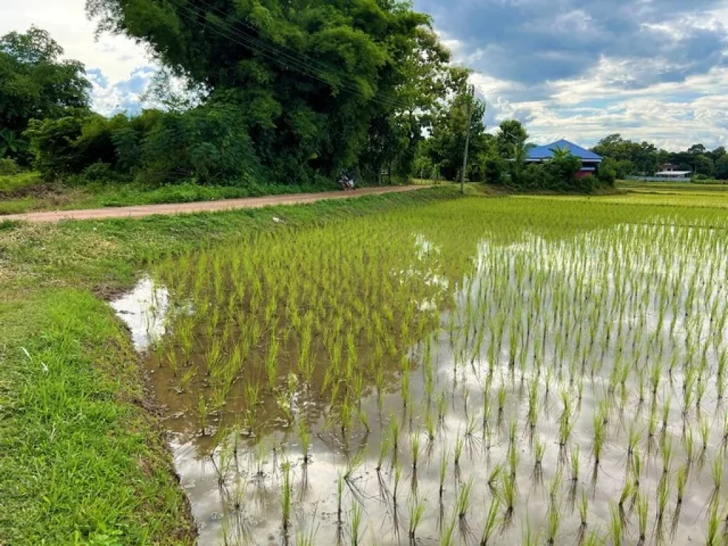 ขายที่นาเหมาะสำหรับปลูกสร้างที่พักอาศัย บรรยากาศดี วิวทุ่งนา ไฟฟ้า ถนน ถึงที่ดิน อเมืองน่าน