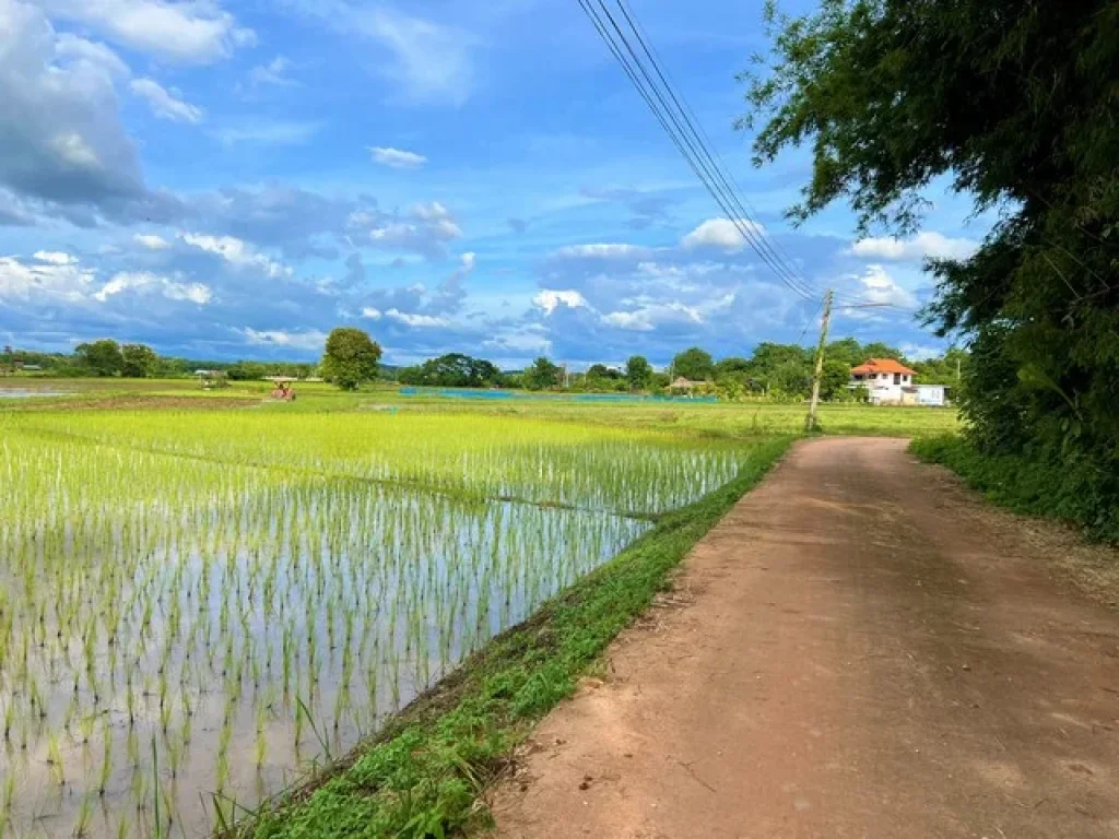 ขายที่นาเหมาะสำหรับปลูกสร้างที่พักอาศัย บรรยากาศดี วิวทุ่งนา ไฟฟ้า ถนน ถึงที่ดิน อเมืองน่าน