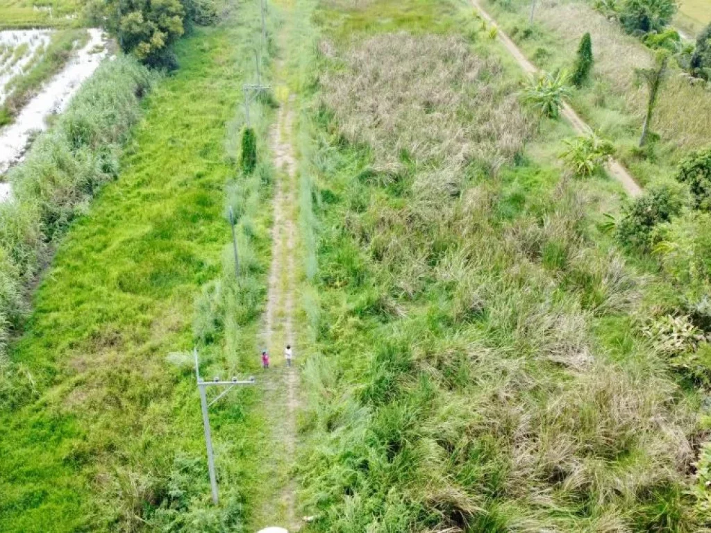 ขายที่ดินสวยสไตล์บ้านสวนและทำการเกษตร คลอง 8 หนองเสือ ปทุมธานี