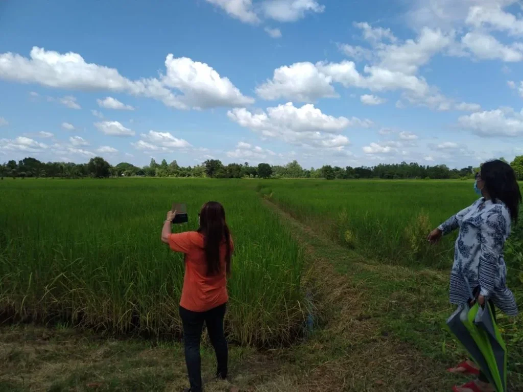 ขายที่ดิน 11-1-80 THB4500000 ผาสุก กุมภวาปี อุดรธานี