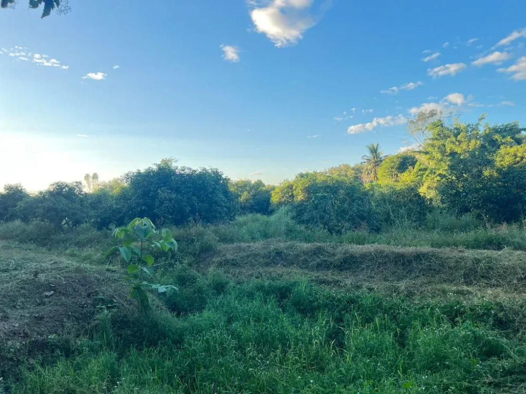 ขายที่ดิน บ้านและสวนผลไม้นานาชนิด เงาะ ลองกอง ลำไย มะพร้าว ทุเรียน ต้นสัก มะม่วง เป็นต้นและอื่นๆ มีสระเลี้ยงปลา 4 สระ