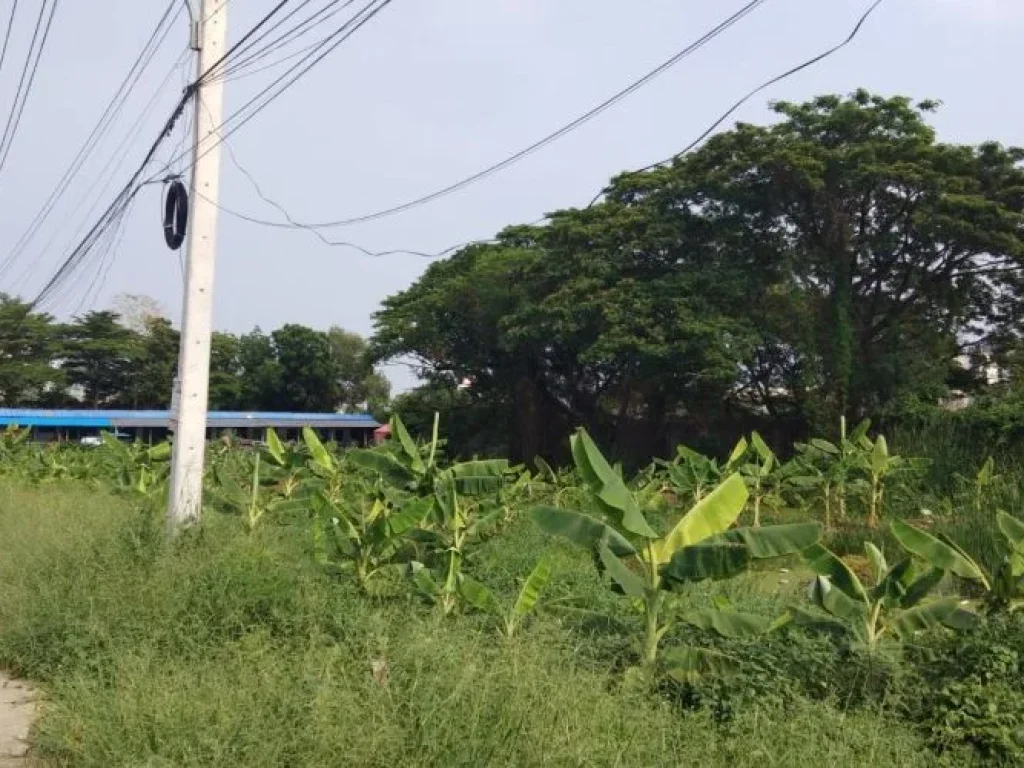 ขายที่ดิน ซอยกุญชร14 ตำบลคลอง1 จังหวัดปทุมธานี พร้อมโอน