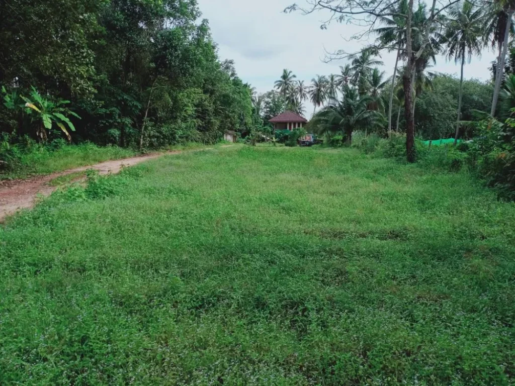 ขายที่ดินห้าแยกเกาะยอ สงขลา ไกล้กับบ่อนวัวห้าแยกเกาะยอ ไกล้กับสะพานต่างระดับห้าแยก