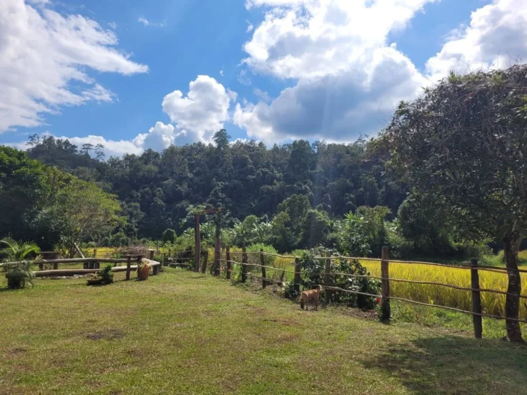 บ้านไม้บนที่ดินให้เช่าสุดยอดวิวทิวทัศน์ขุนเขาบนดอยสูง Lease Home stay deep forest Chiang Mai