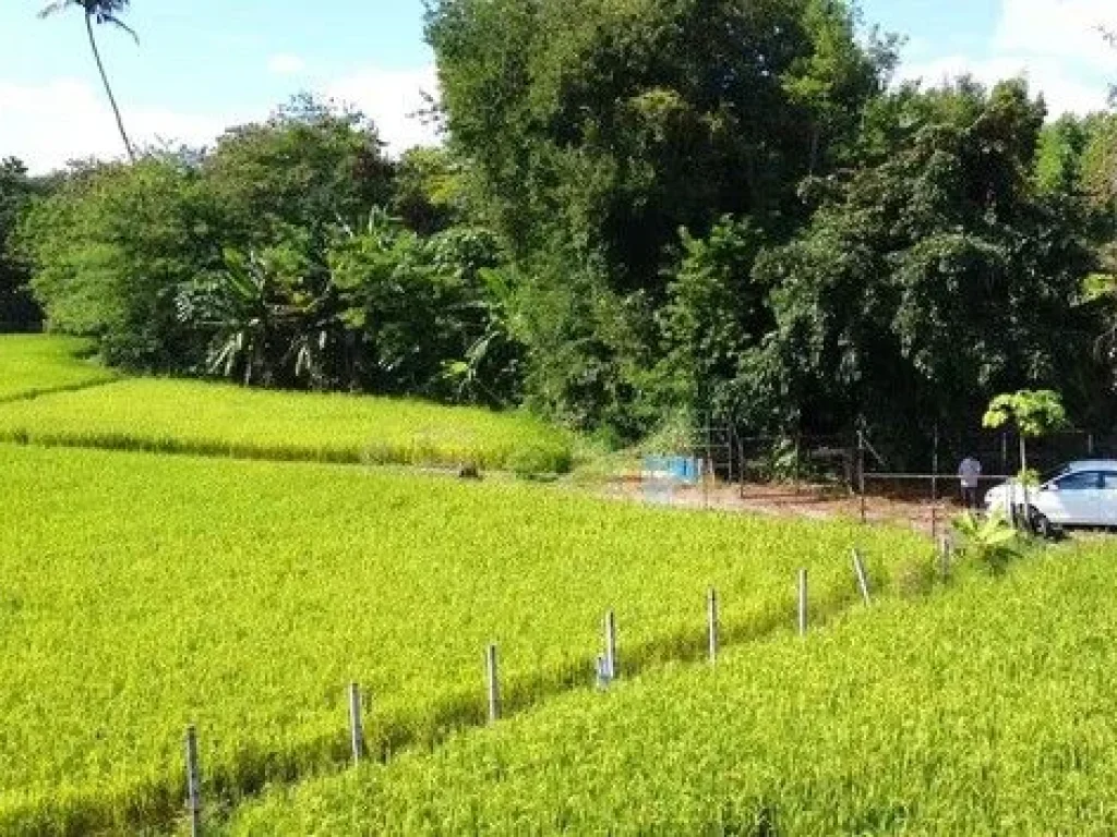 ขายที่ดินพร้อมบ่อน้ำพุร้อน เหมาะสำหรับทำธุรกิจ แม่ออน เชียงใหม่ เจ้าของขายเอง